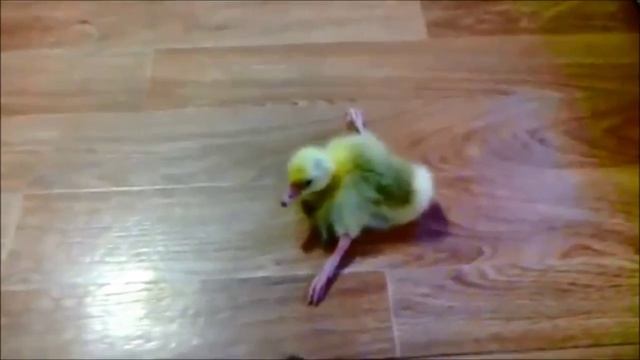 Содержание утят и гусят в первые дни жизни.mp4