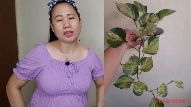 How To Care Dark Lord/My 2022 Favorite Plants & How To Mentain Variegated Leaves./ Scarlet Venice
