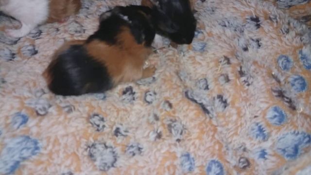 C80d2330e2038552cd4421d76bd9ad5a