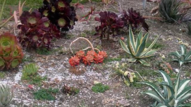 Amazing Succulent Plants - Varied Colors & Shapes