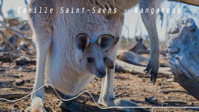 CLASSICAL - Camille Saint-Saëns - Kangaroos [Royalty Free Music] HQ