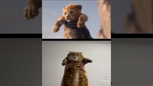 король кот - лев