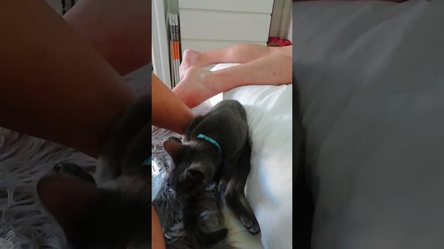 Golden Retriever Portugal. Порода собак Золотой Ретривер в Португалии 🇵🇹