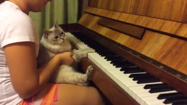 Чудо кошка музыкант