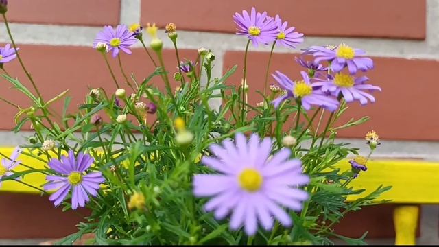 ??СУПЕР УДОБРЕНИЕ СВОИМИ РУКАМИ/ВСЁ РАСТЁТ КАК НА ДРОЖЖАХ