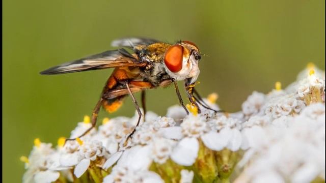 Relaxing Guitar Music || Instrumental - Calm - Study Music