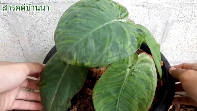 รีวิว|เงินไหลมาใบบุญ Syngonium Macrophyllum Frosted Heart. #เงินไหลมาใบบุญ #ออมใบบุญ #syngonium