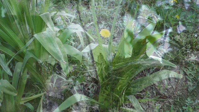 Наши уДачные соседи (Дрозд-рябинник). Релакс. Our Cute Neighbors (Blackbird).