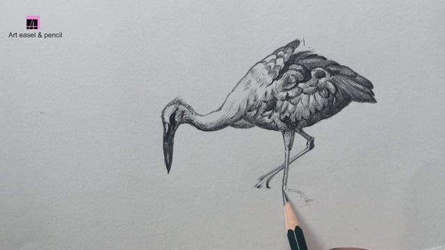 Draw A Heron In Pencil | How To Draw A Heron | Bird Drawing