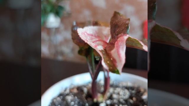 сингониум клубничный лёд