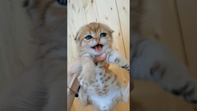 VID_20230904_225823_193.mp4