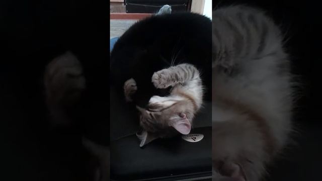 Кошки дружба.
