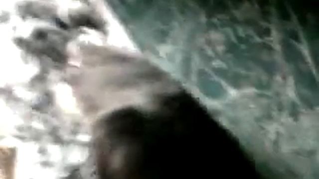 ПТЕНЕЦ СТРИЖА-ЗАЛЕТЕЛ В ОКНО!!!