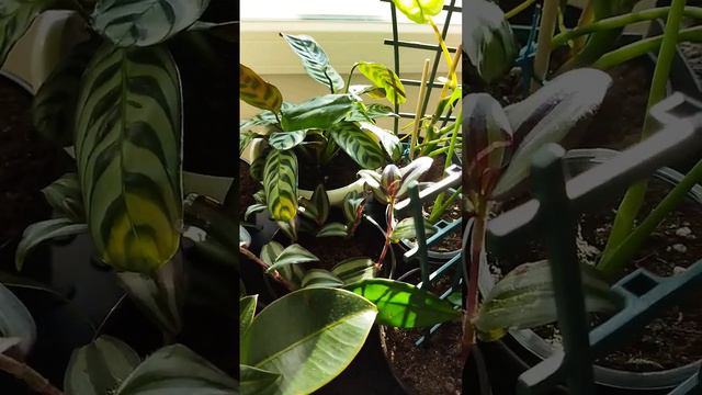 #комнатныерастения#цветы#растениядома#