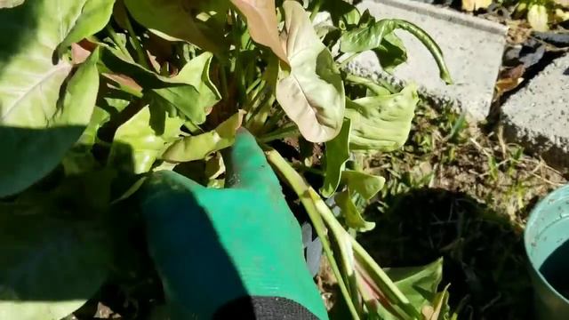 Como CUIDO Y PROPAGO mis singonios o syngonium