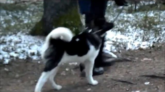 Американец кобель продаётся