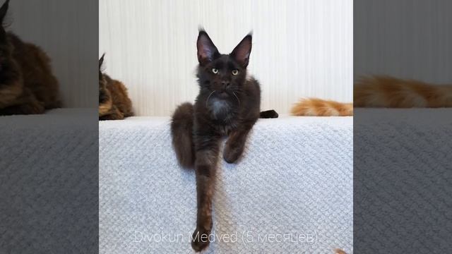 Медведь (Divokun Medved) 5 месяцев Кот мейн-кун черный дым. (MCO Ns)