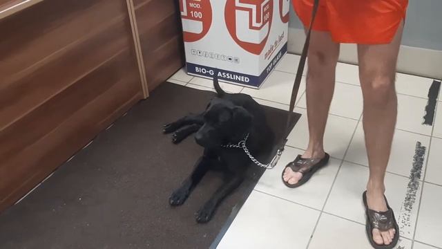 Чибо & Дети Лео Рей Тренер  Павел Левко Кикбоксинг Кинологи  Жил Был Пес Музей Пса