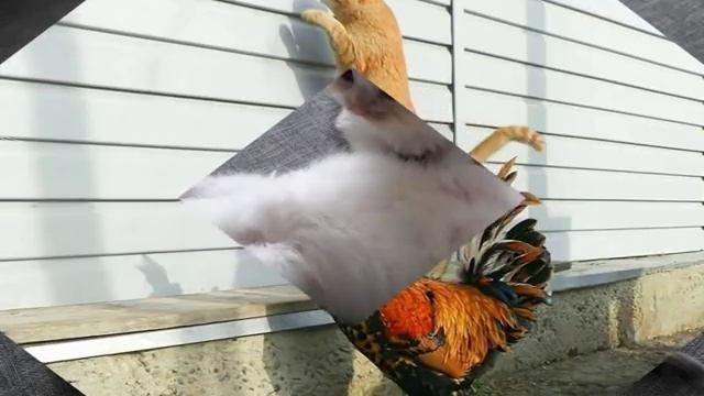 32. Забавные картинки для хорошего настроения (выпуск 1) ???