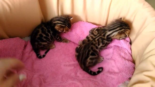 Малыши бенгальские котята - питомник кошек Lantana Fly