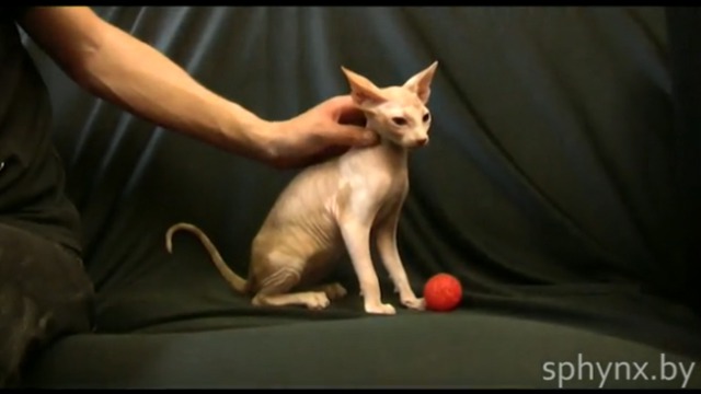 Нашел хозяев: Кот канадского сфинкса = H-4= от Sphynx-Energy				