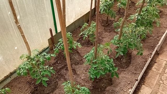 Помидоры и огурцы в теплице.В этом году будет большой урожай помидор и огурцов.