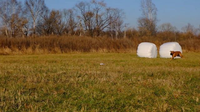 КУРСИНГ - The Coursing/   Rodesian Ridgebacks/ Vladivostok