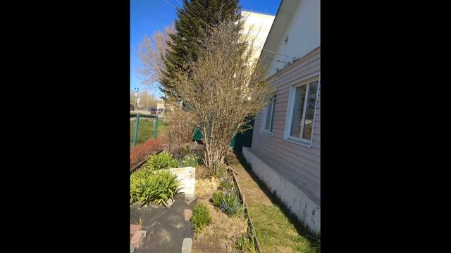 Виртуальная экскурсия «В гостях у сирени»