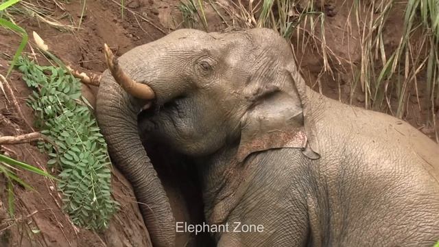 Helping Hand To Poor Elephant Starving For Day In An Abandoned Well