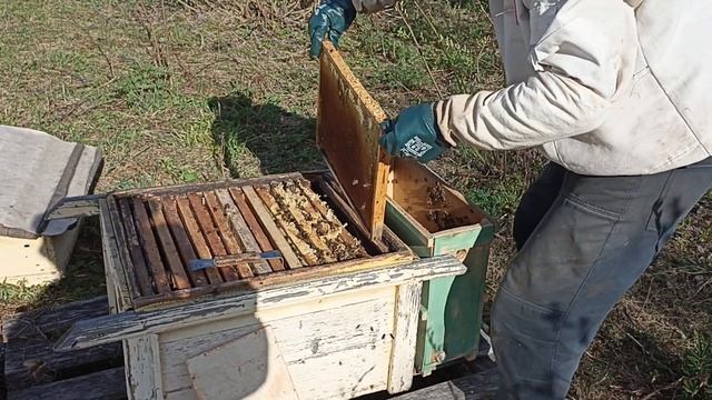 пересаживаю пчёло покет в улей