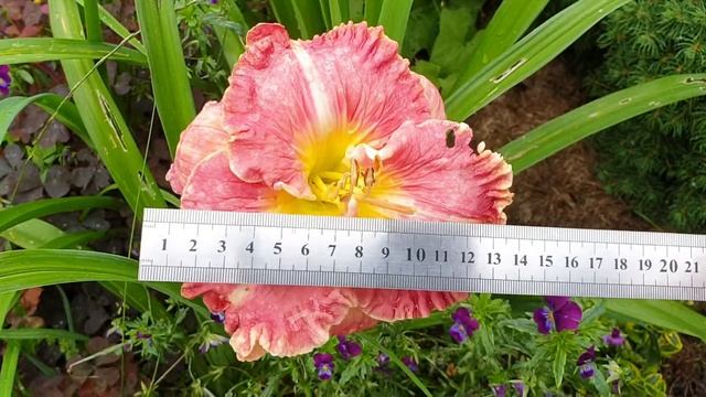 В гостях у сказки