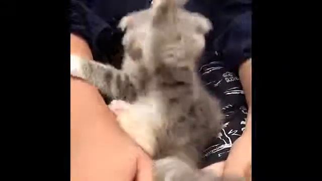 Смешные кошки и котята