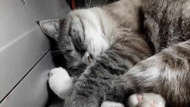 кошка храпит