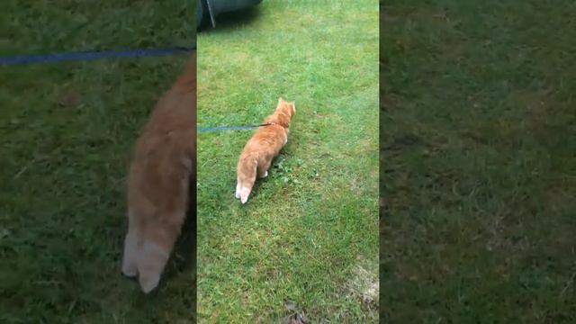 Кот Мотя впервые гуляет 