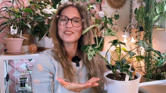 Monthly Planty Updates September 2023 | Hoyas, Syngonium, Philodendron And More | Garden Walk