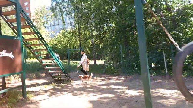 Кавалер кинг чарльз спаниель (преодоление препятствий на площадке)