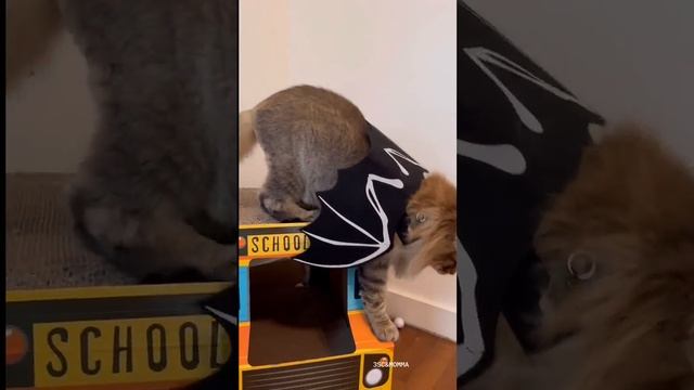 Kitty Soap Opera: Chapter 69... The Sass Mouth, Alcoholic, Catnip Dealer, And Pentecostal Kitties.