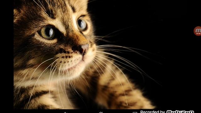 Стал скин коты????