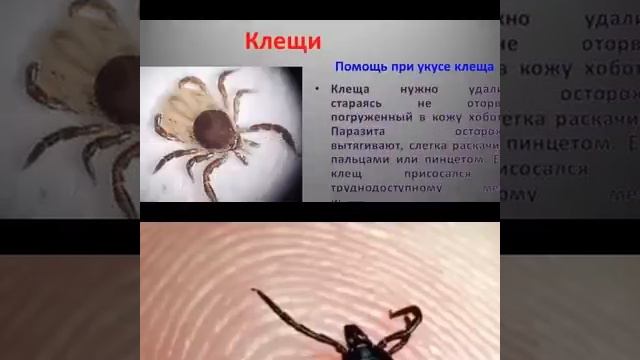 Скоро лето. Ядовитые насекомые