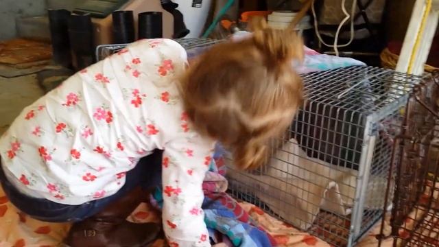 When Your Mom Does Cat Rescue...