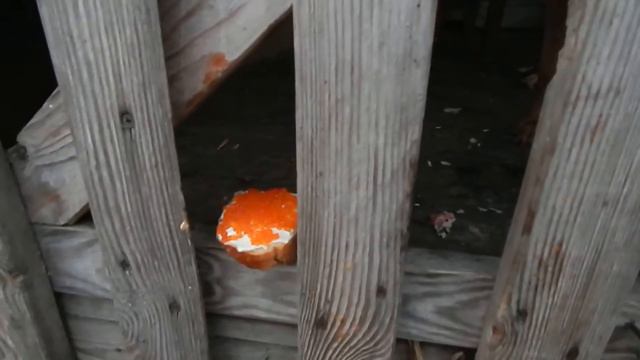 красная икра для котов