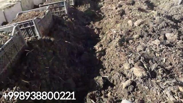 Kaliforniya Chuvalchangi Boqish Uchun Mahsus Joy Haqida Biogumus Buxoro биогумус бухоро чувалчанг