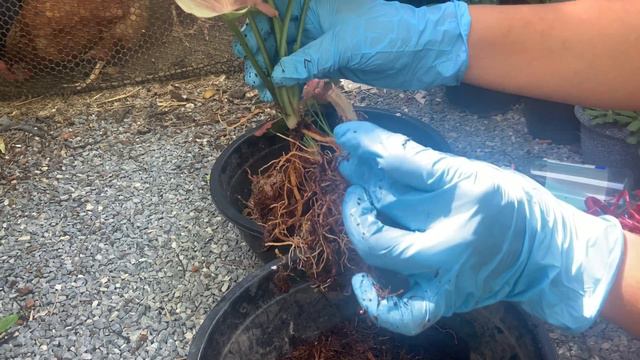 ออมชมพูญี่ปุ่น Vs ออมนาคแดง ต่างกันตรงไหน พร้อมวิธีเลี้ยงและขยายพันธ์ุ | สวนอุ่นดิน