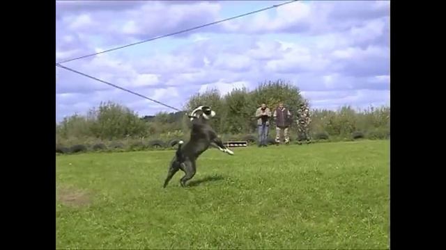 Дрессировочный центр 