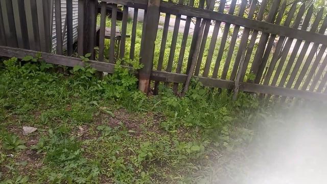 Серый КРАСАФФЧИК