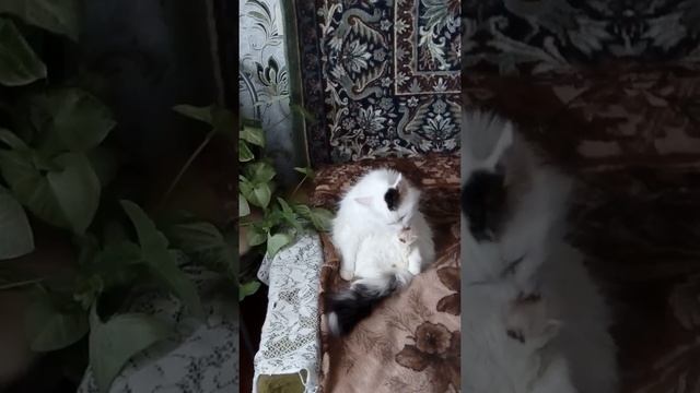 Df6dcf8991eac64541c2d2cbf3cbd26c