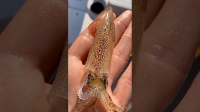 2f0d326c4935ef724910fc7fe623158d