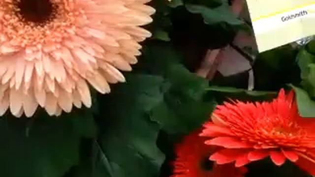 2014 Spring Trials: Syngenta Gerbera Cartwheel Series