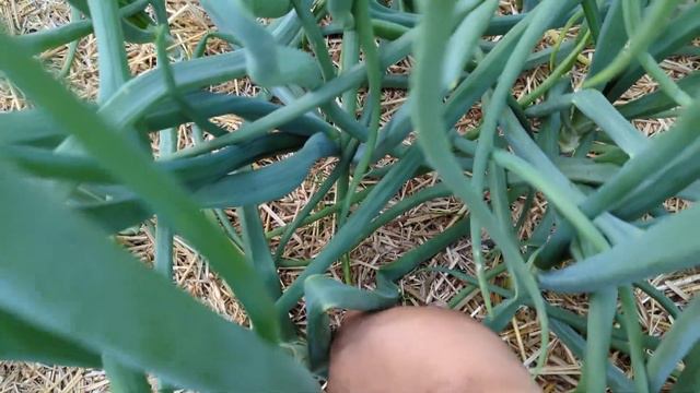 State Of The Garden - End Of May 2023 Tour - Raised Beds, Containers And Greenstalks.