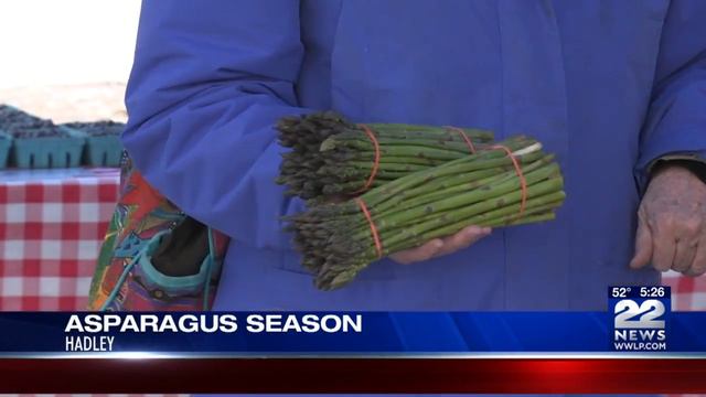 Asparagus Crop Ready For Harvesting In Hadley